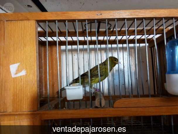 Cria de canarios en casa Lapuebla de Labarca?